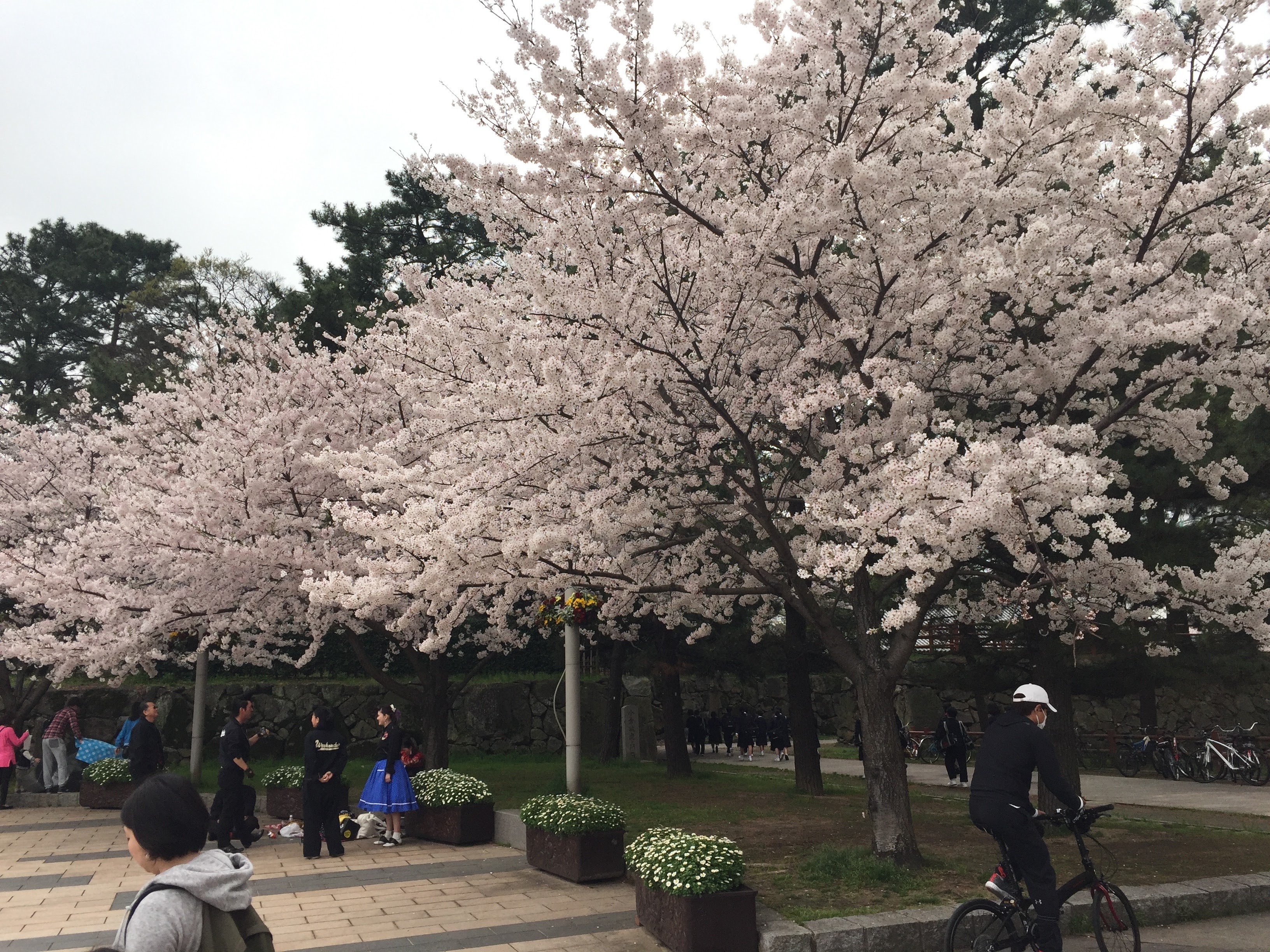 北九州は桜満開
