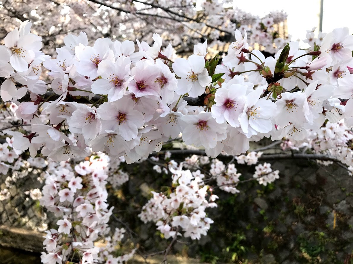 ２０１８年　桜満開