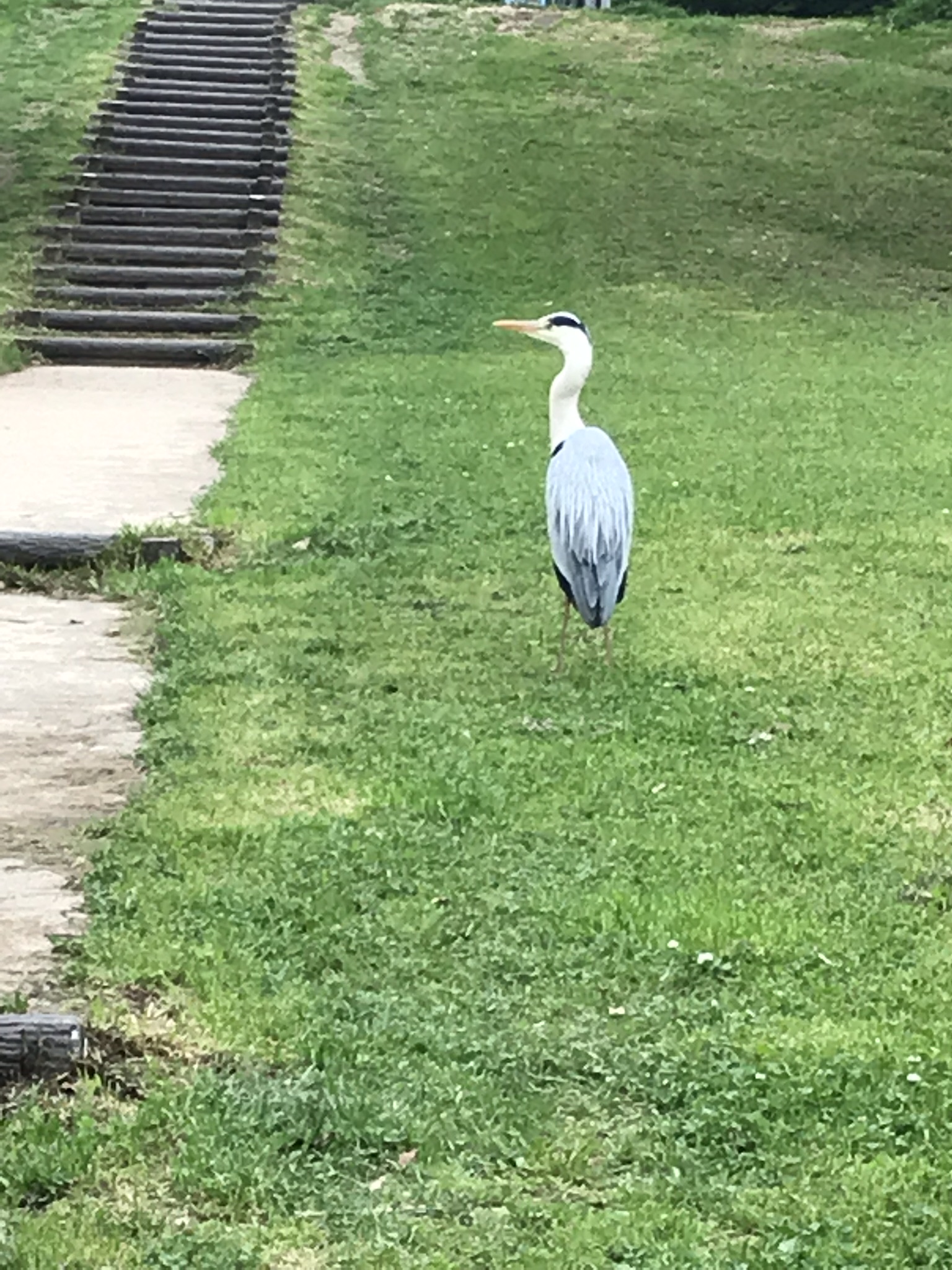 2019年4月  北九州中央公園