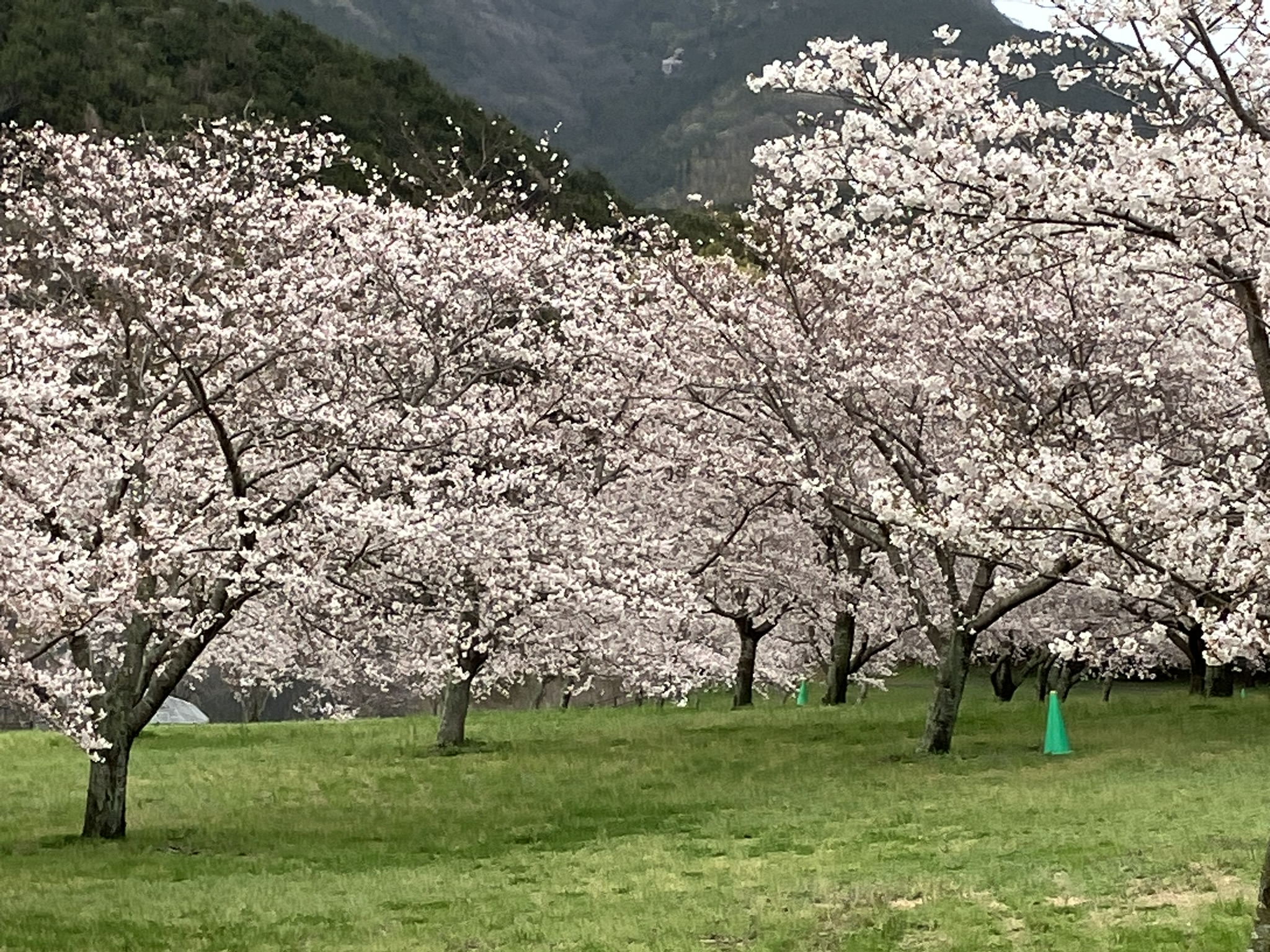 2023年３月26日　桜８部咲き