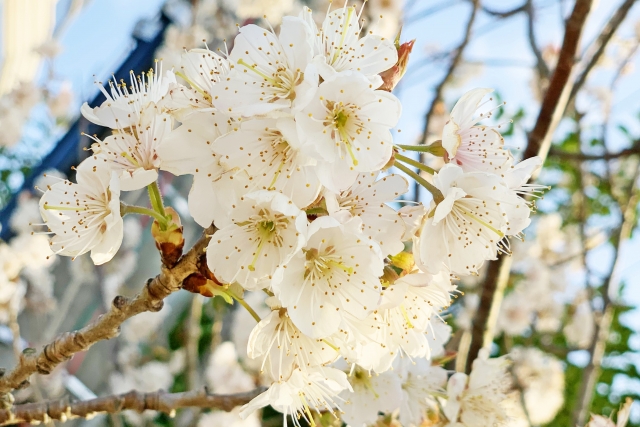 桜の花とサクランボの花