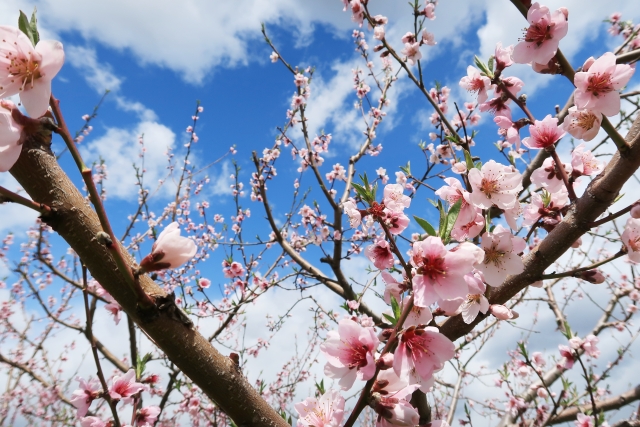 桃の開花も早かったんです！！！