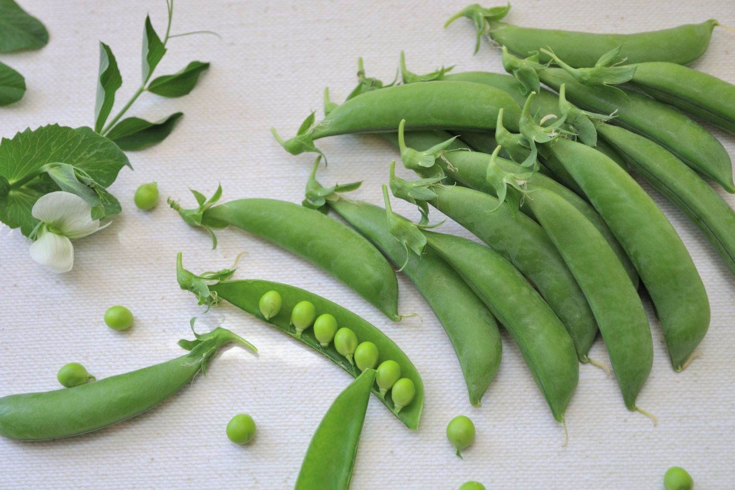 ウキウキ♪春の彩り野菜で、脱・茶色いお弁当